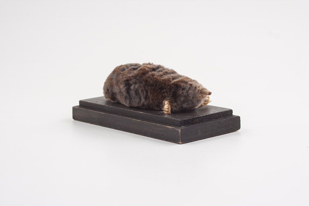 Foto Taxidermy Mole