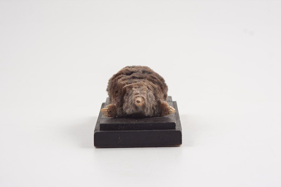 Foto Taxidermy Mole