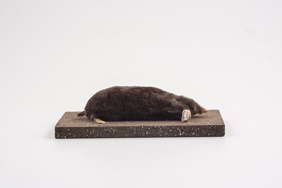 Foto Taxidermy Mole