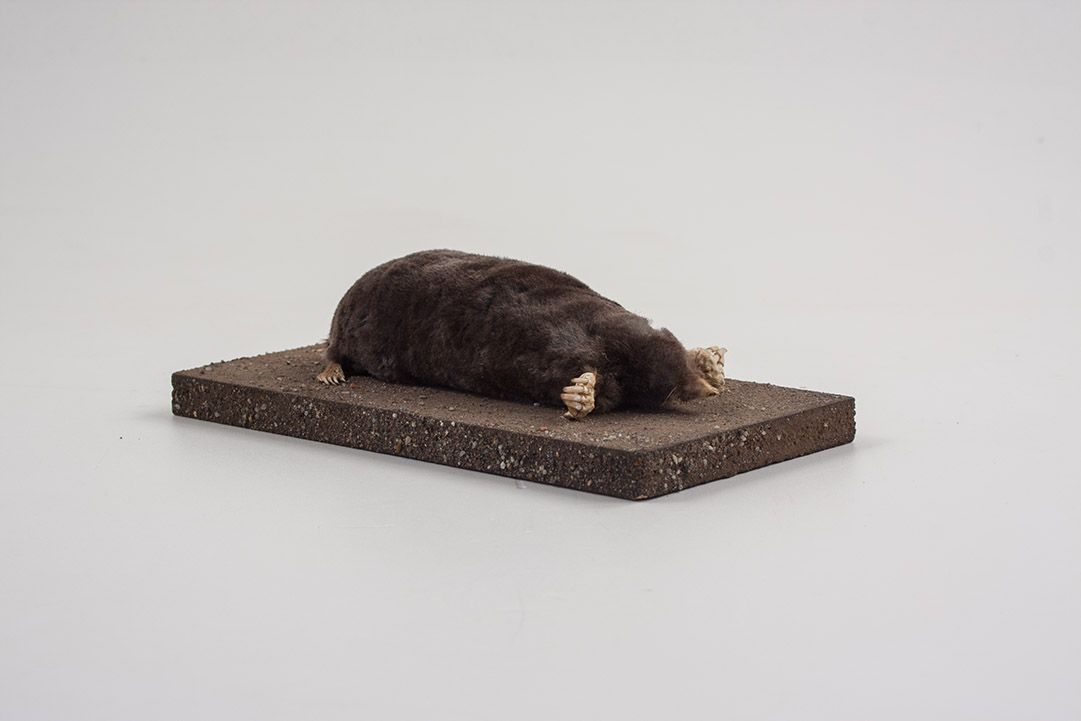 Foto Taxidermy Mole