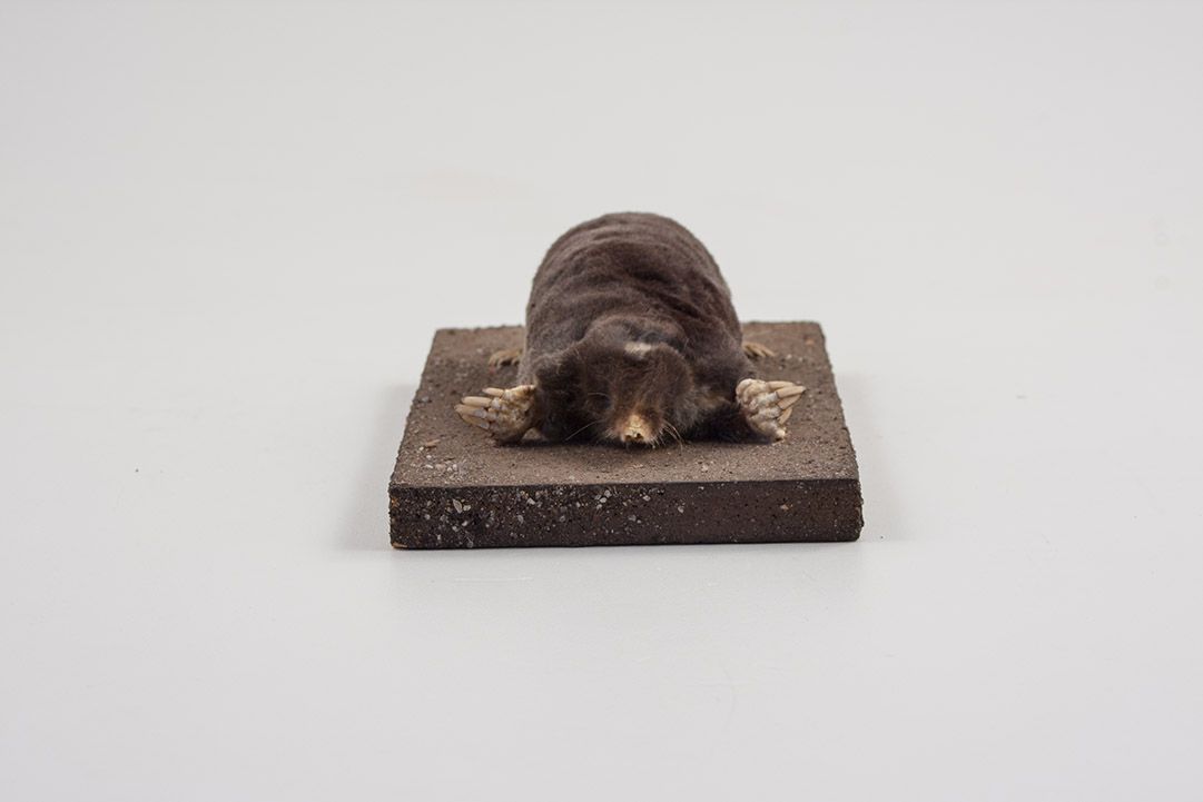 Foto Taxidermy Mole