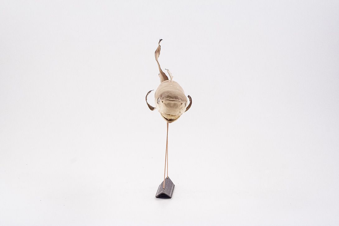 Foto Taxidermy Baby Shark 1910