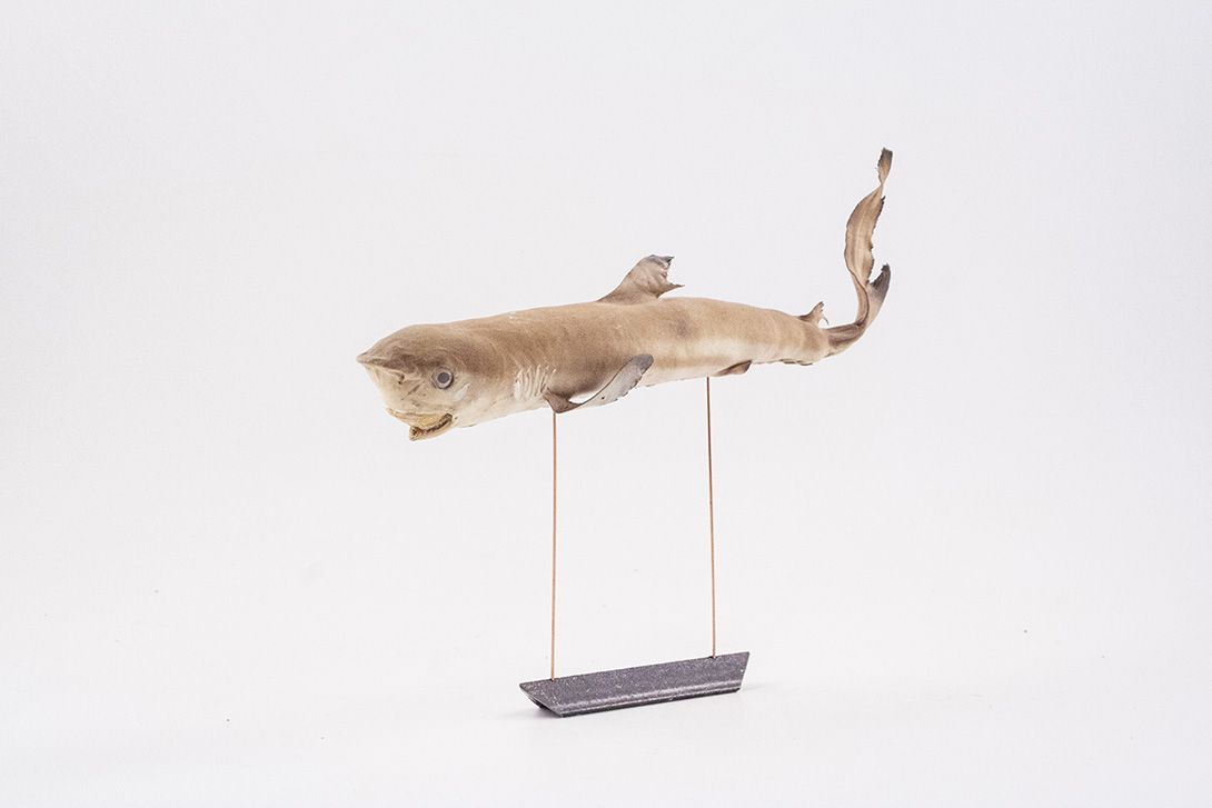 Foto Taxidermy Baby Shark 1910