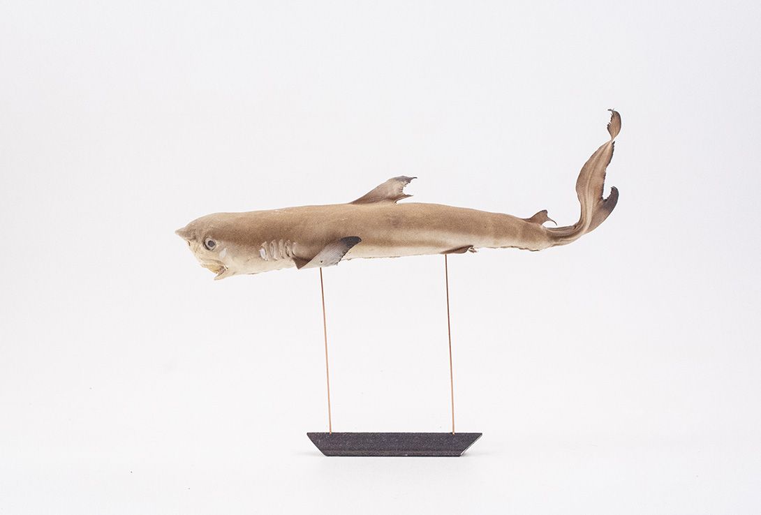 Foto Taxidermy Baby Shark 1910