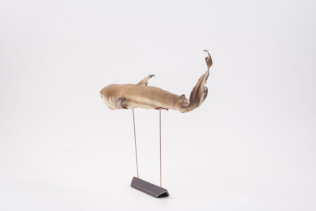 Foto Taxidermy Baby Shark 1910