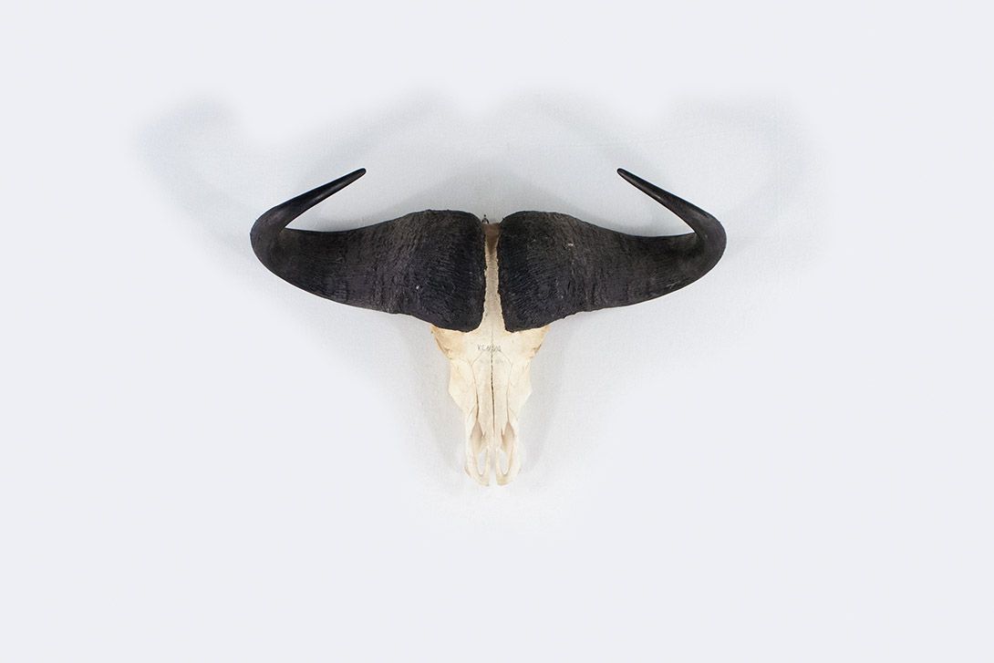 Foto Water Buffalo Skull Kenya 1974