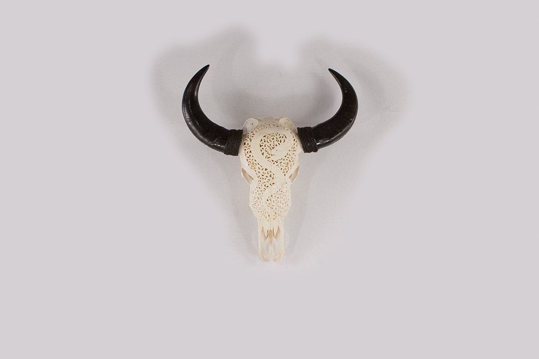 Foto Carved Water Buffalo Skull Indonesia 1964