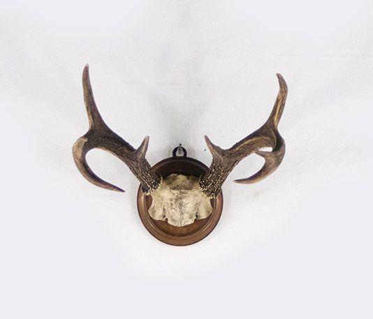 Foto Antler on Wood Frame