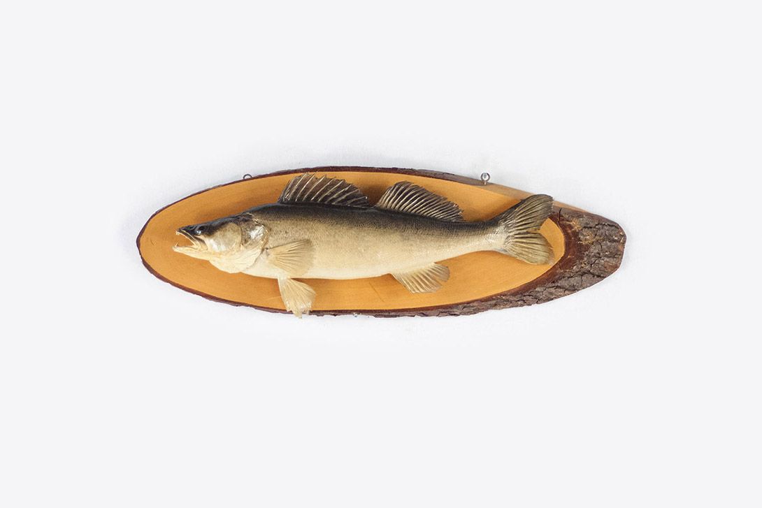 Foto Hanging Fish on Wooden Frame