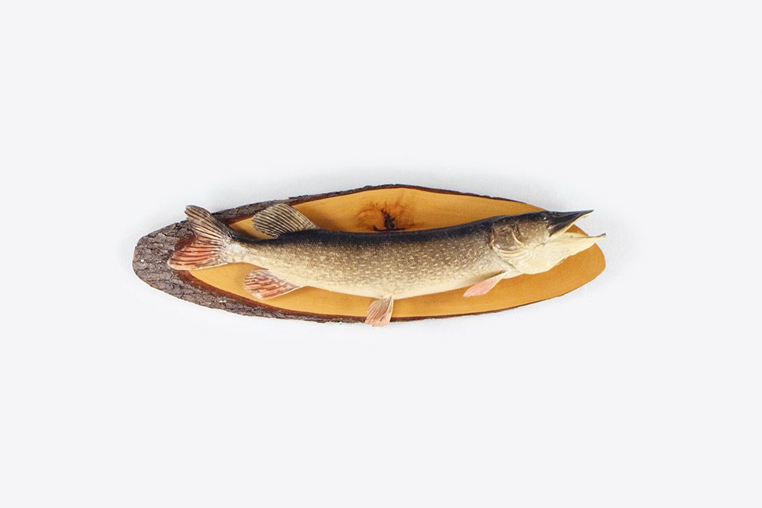Foto Fish Wall Decoration