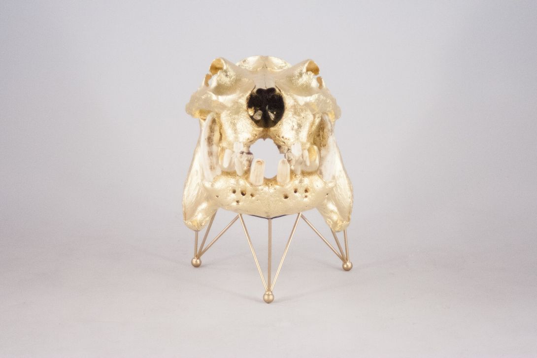 Foto Huge Gilded Hippo Skull Sculpture 1938 h79x50x65