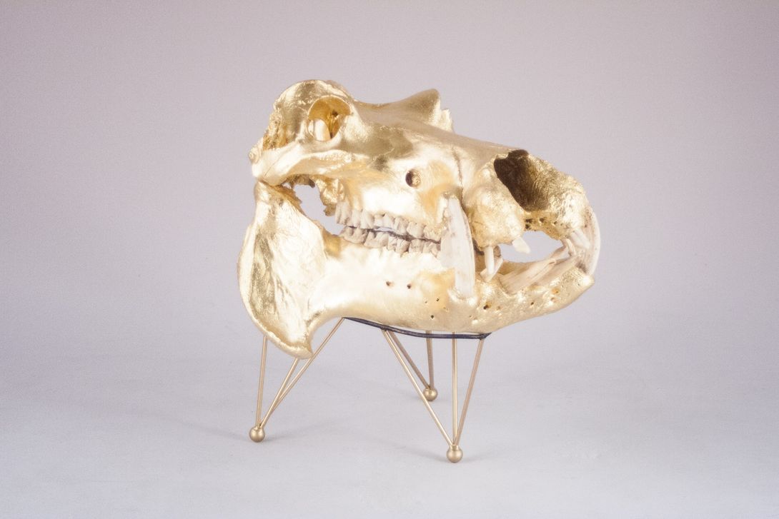 Foto Huge Gilded Hippo Skull Sculpture 1938 h79x50x65