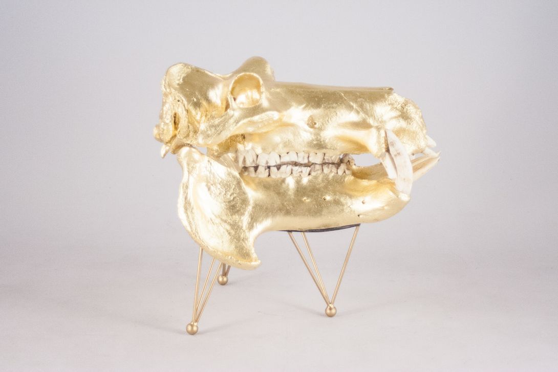 Foto Huge Gilded Hippo Skull Sculpture 1938 h79x50x65