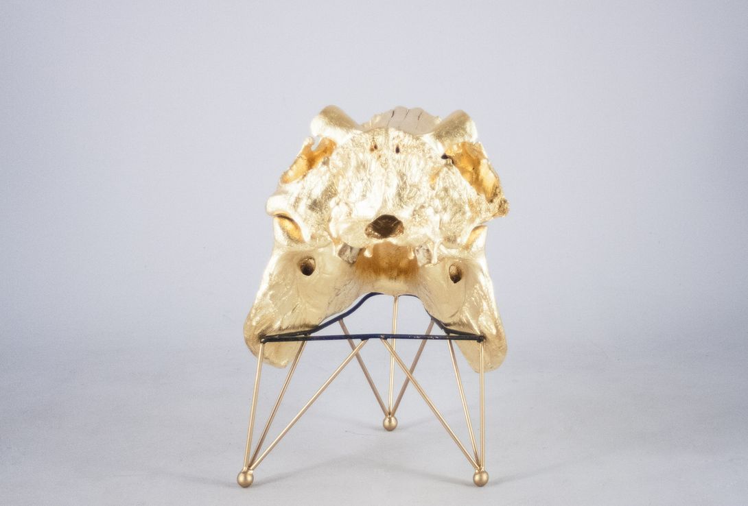 Foto Huge Gilded Hippo Skull Sculpture 1938 h79x50x65