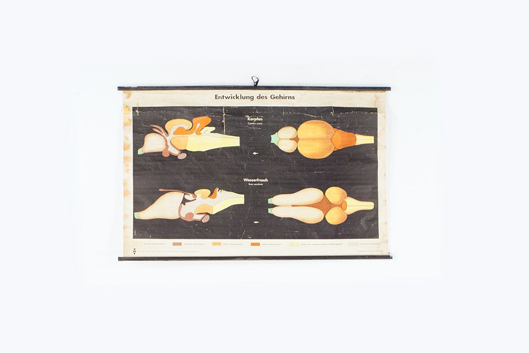 Foto Wall Chart Fish and Frog Brain 1954 10032