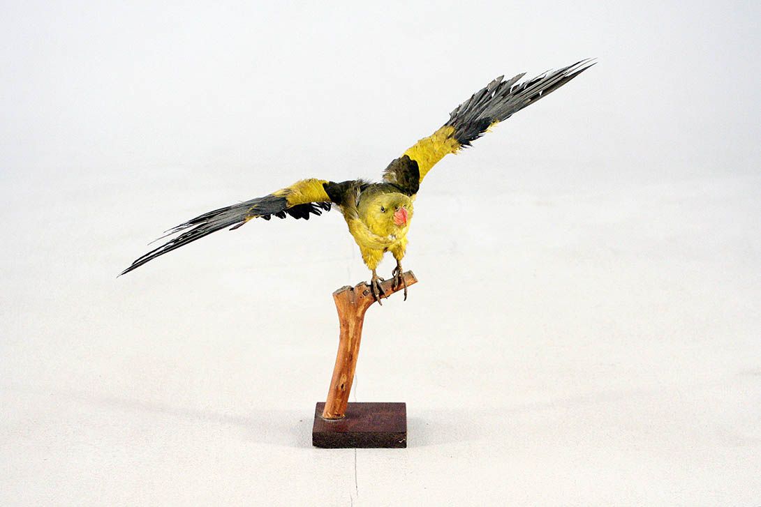 Foto Flying Bird on a BranchTaxidermy
