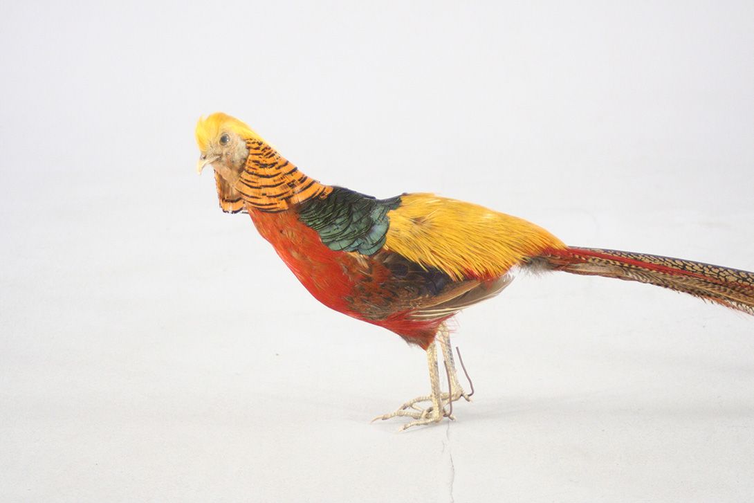 Foto Golden Pheasant Taxidermy