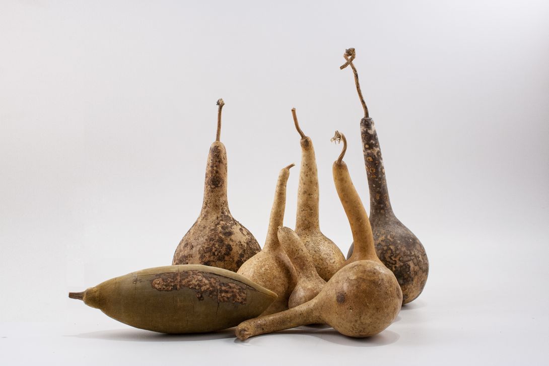 Foto Dried Pumpkin Rattle h40x16