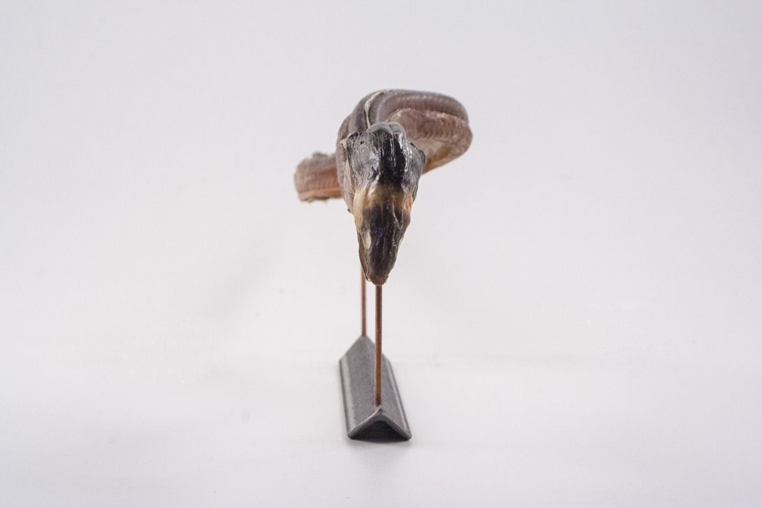Foto Taxidermy Eel on Stand