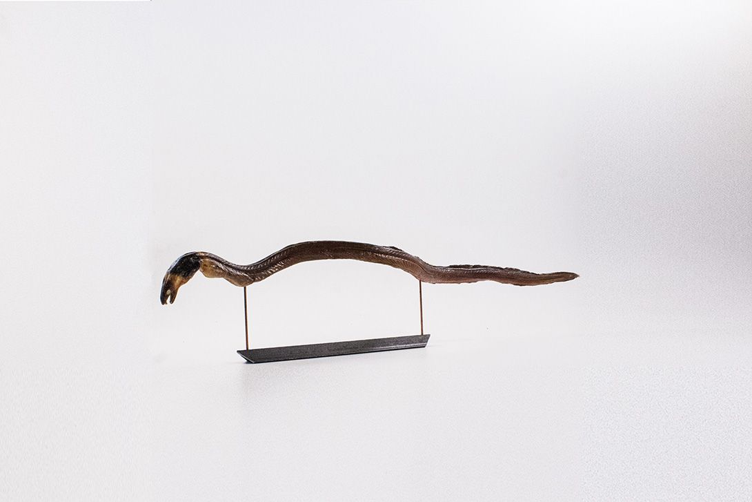 Foto Taxidermy Eel on Stand
