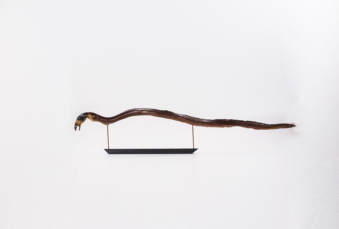 Foto Taxidermy Eel on Stand