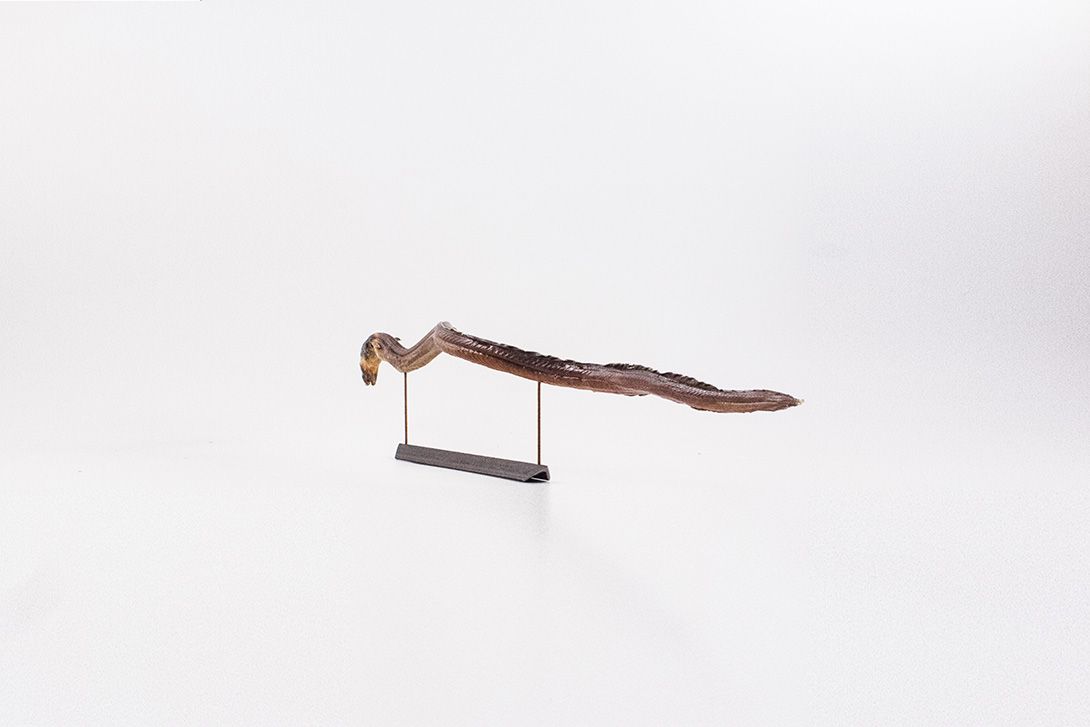 Foto Taxidermy Eel on Stand