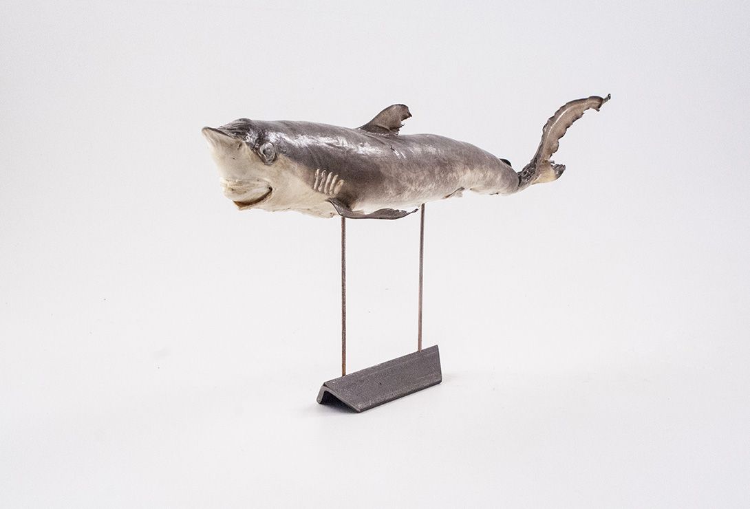 Foto Taxidermy Baby Shark on Stand