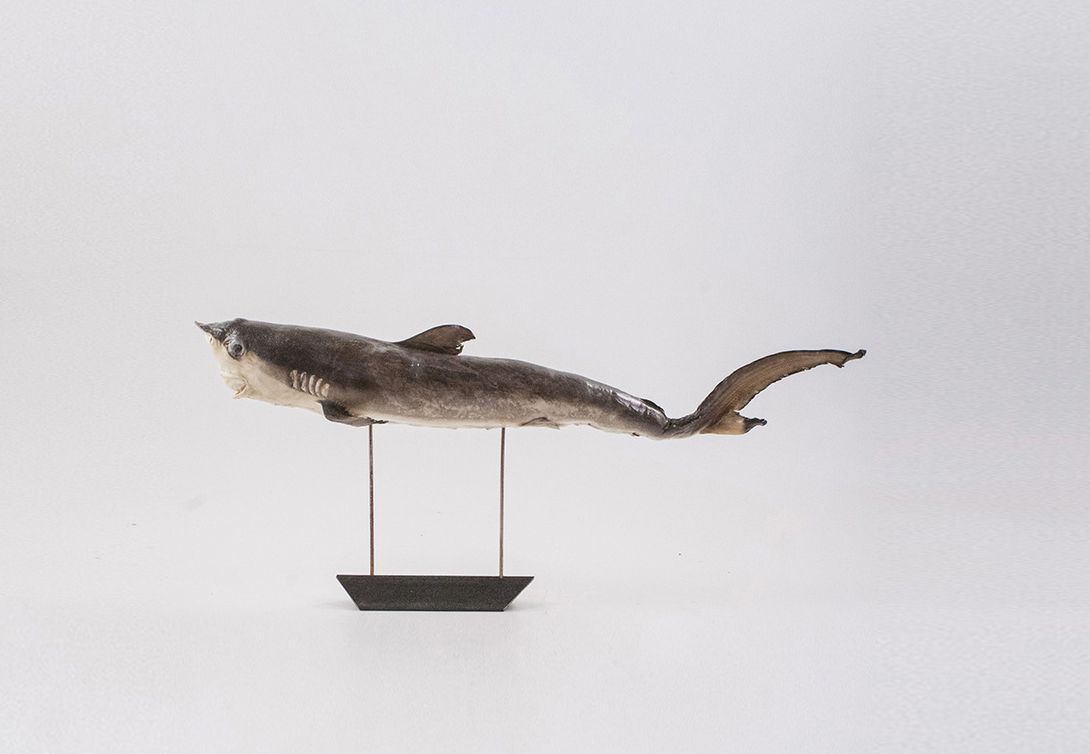 Foto Taxidermy Baby Shark on Stand