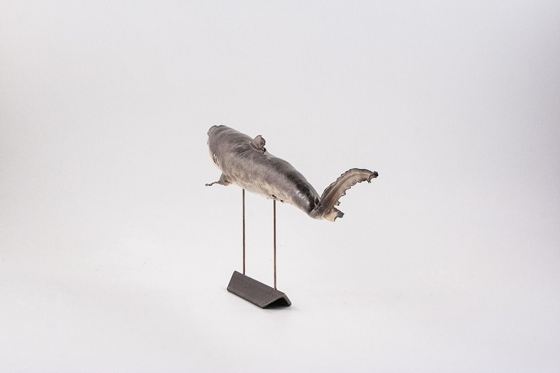 Foto Taxidermy Baby Shark on Stand