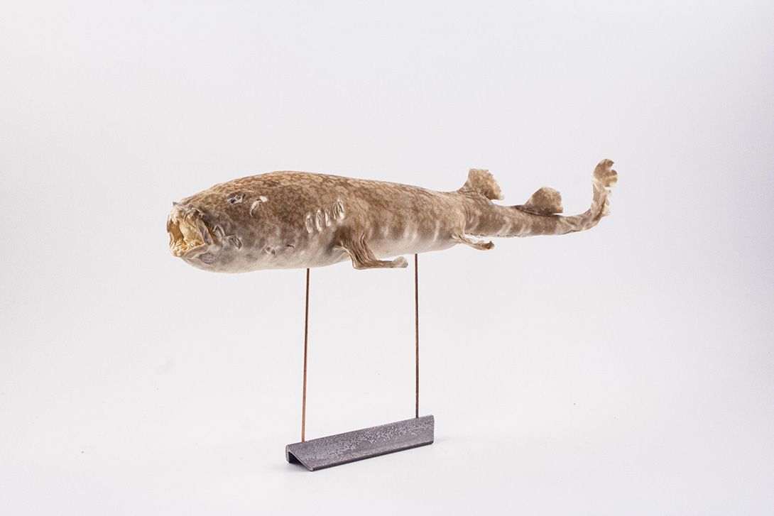 Foto Taxidermy Fish on Stand