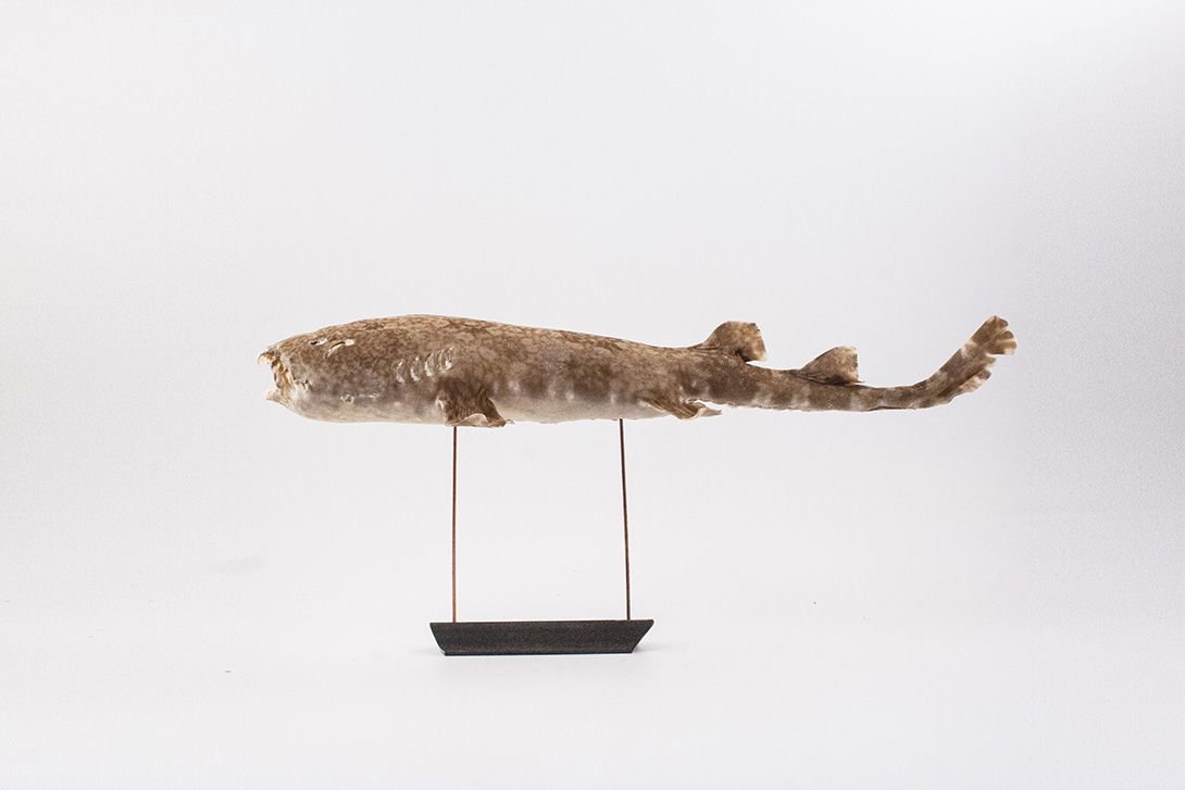 Foto Taxidermy Fish on Stand