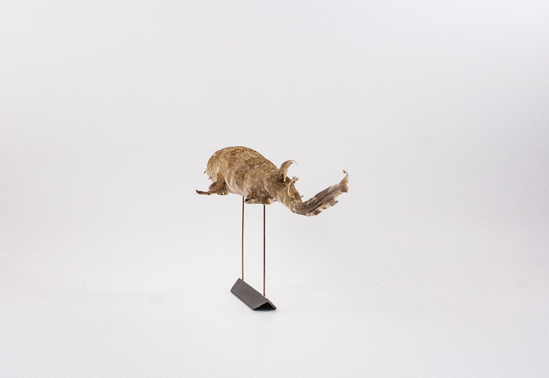 Foto Taxidermy Fish on Stand