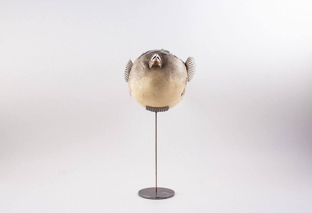 Foto Taxidermy Fish on Stand