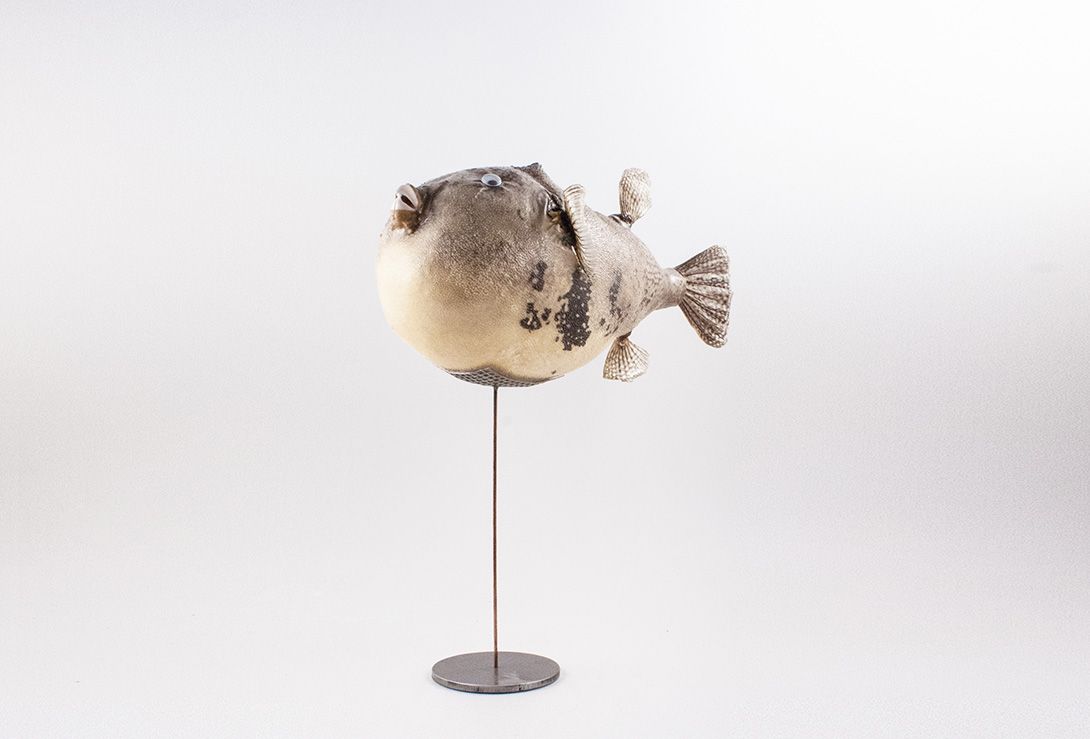 Foto Taxidermy Fish on Stand