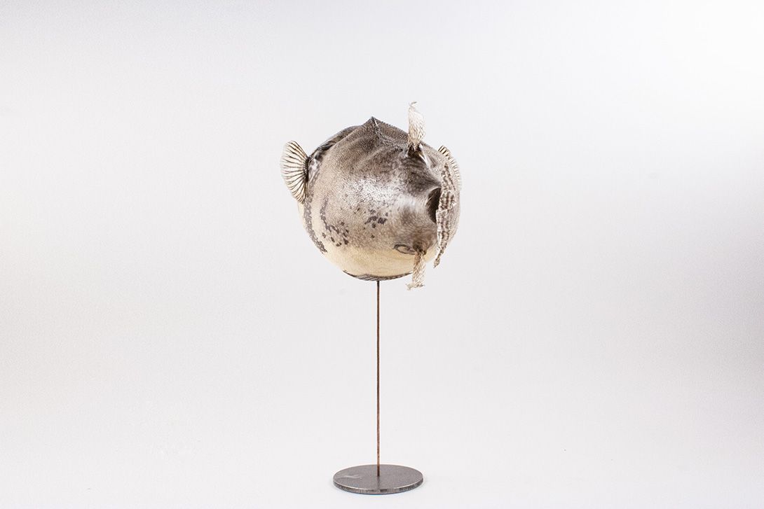Foto Taxidermy Fish on Stand