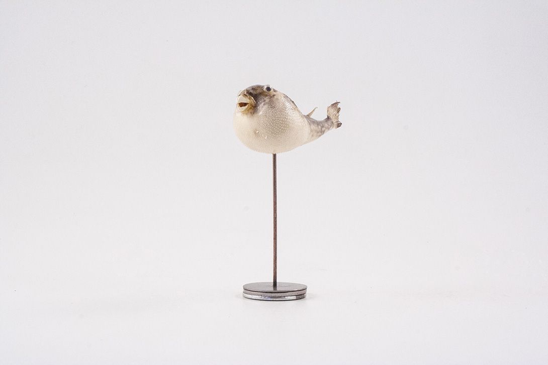Foto Taxidermy Fish on Stand