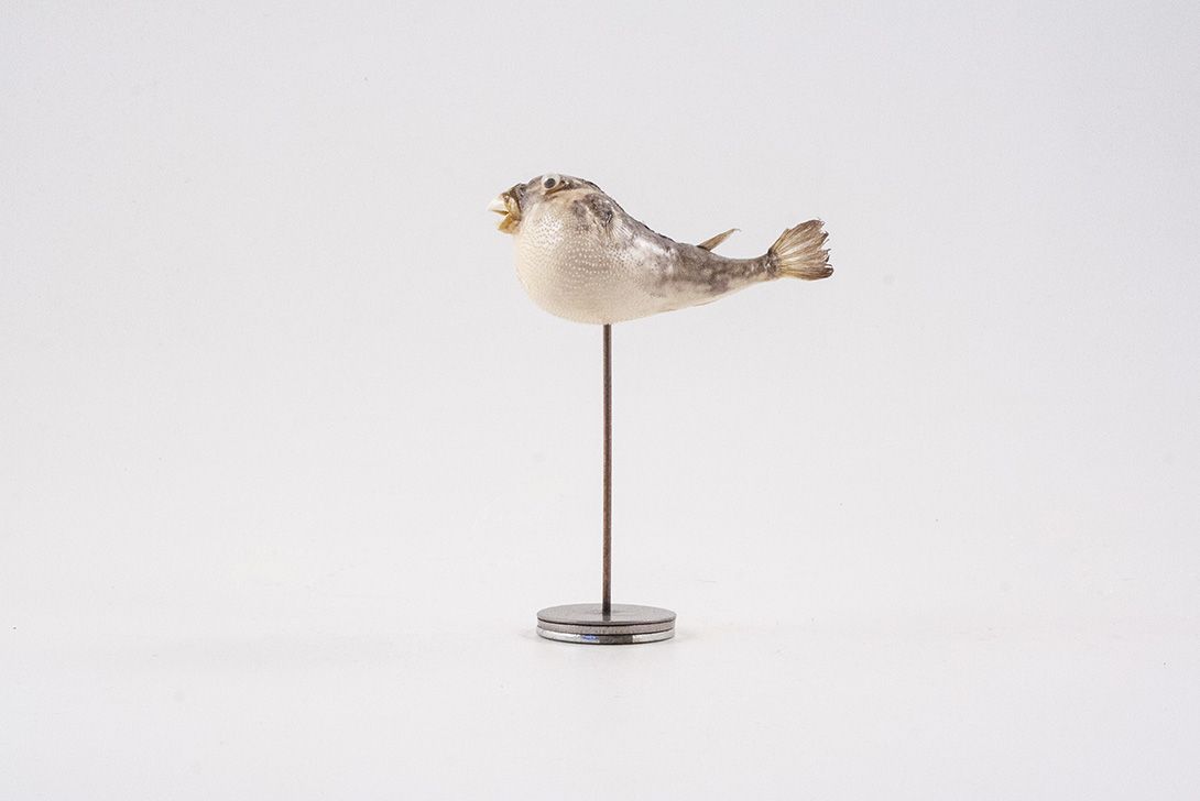 Foto Taxidermy Fish on Stand
