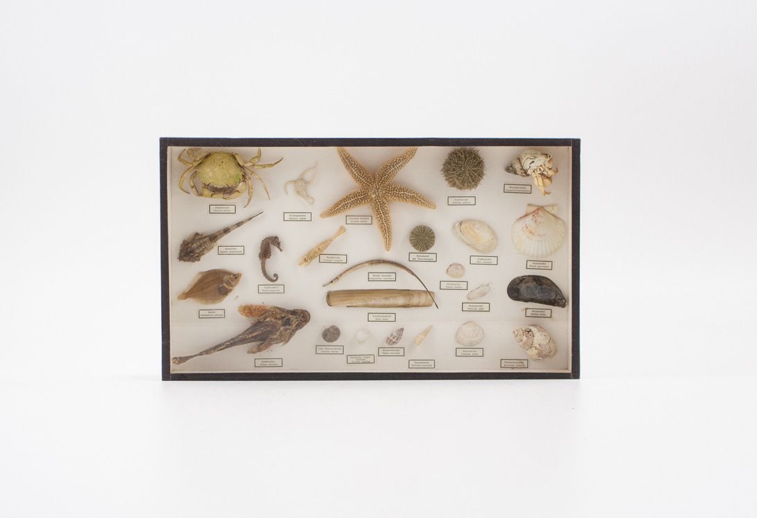 Foto Diorama of Creatures of the North Sea ​24x42cm 18B2