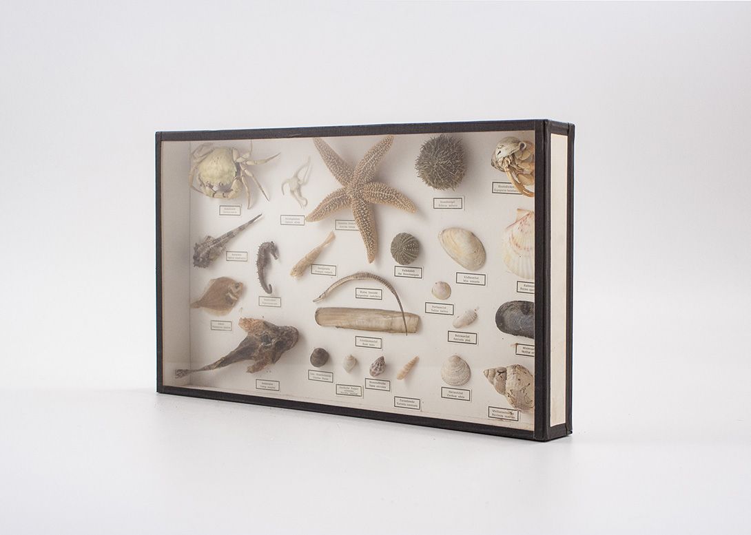 Foto Diorama of Creatures of the North Sea ​24x42cm 18B2