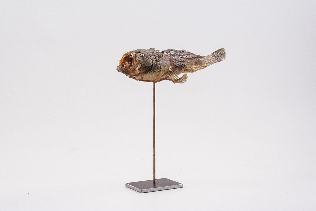 Foto Taxidermy Piranha Brazil 1940