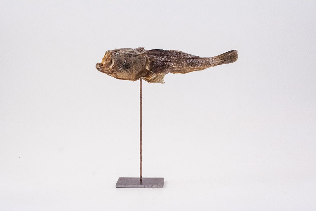 Foto Taxidermy Piranha Brazil 1940