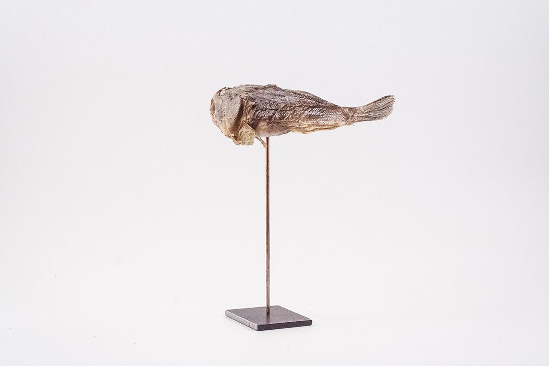 Foto Taxidermy Piranha Brazil 1940