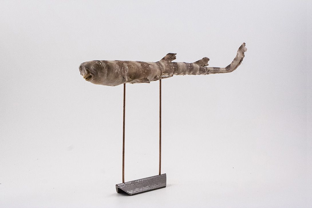 Foto Taxidermy Fish on Stand