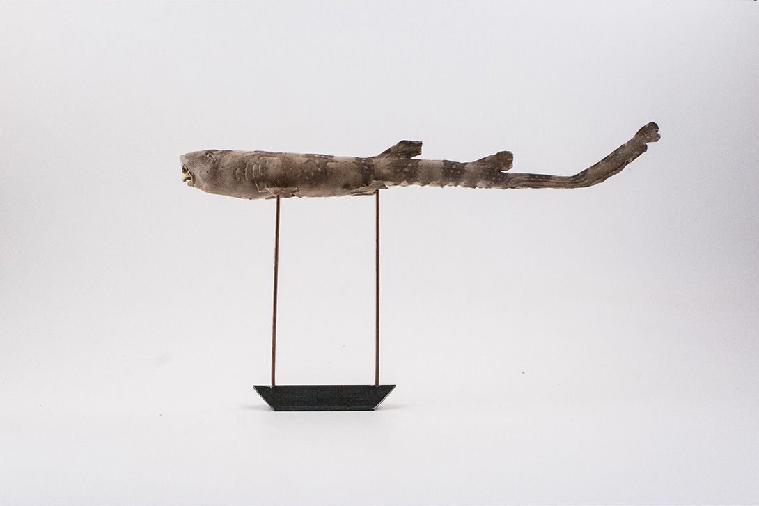 Foto Taxidermy Fish on Stand