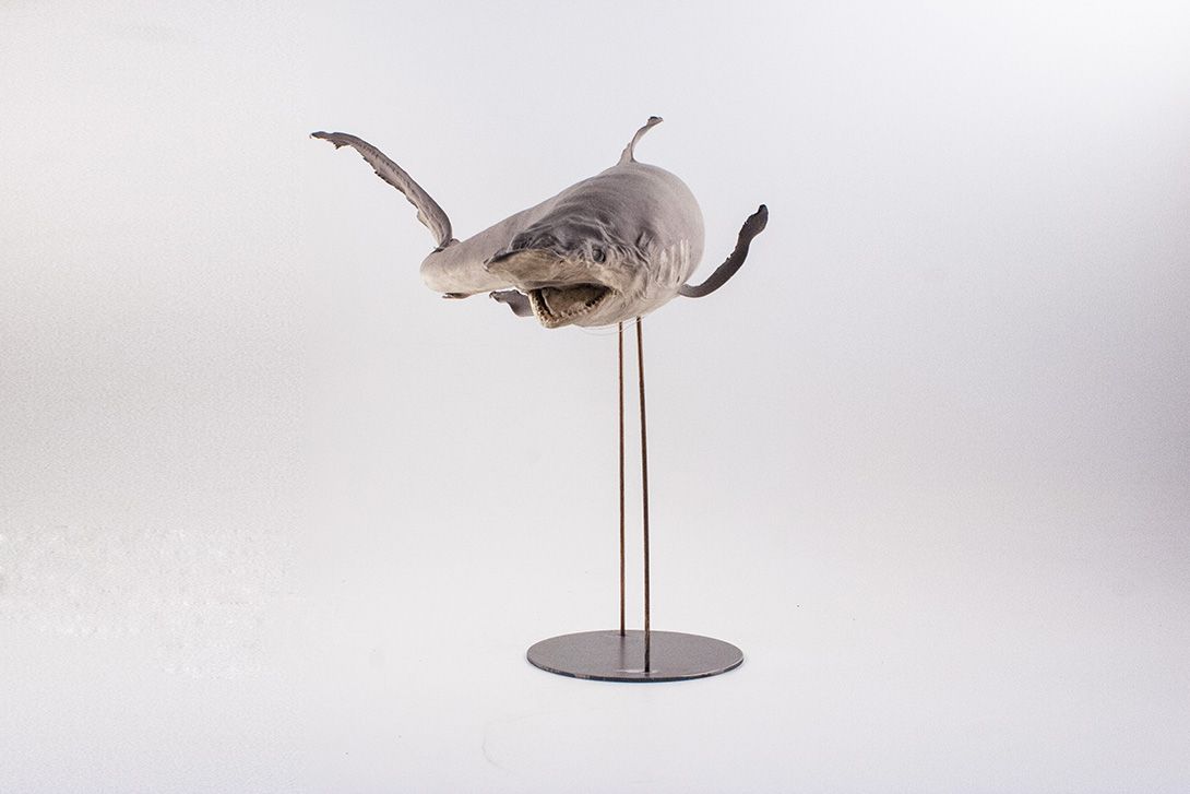 Foto Taxidermy Shark on Stand