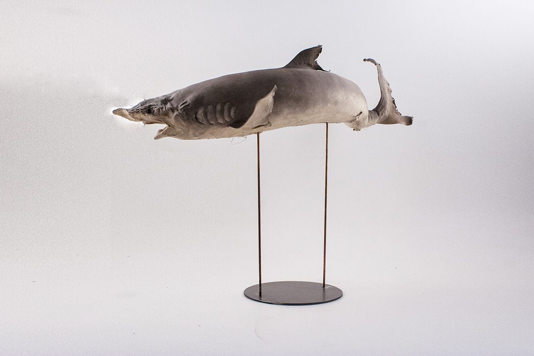 Foto Taxidermy Shark on Stand