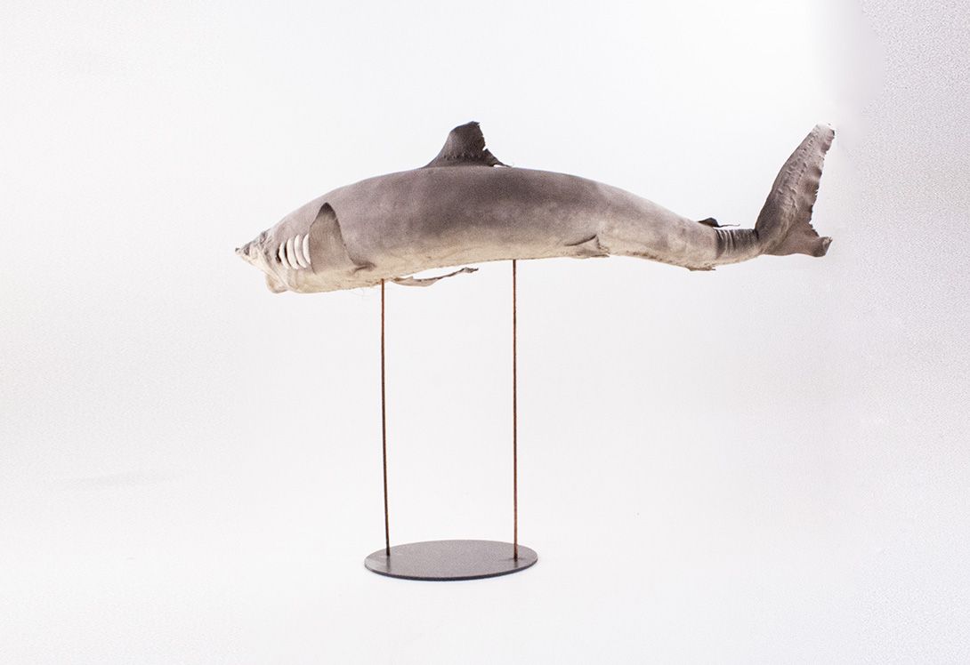 Foto Taxidermy Shark on Stand