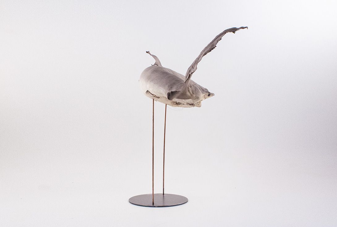 Foto Taxidermy Shark on Stand