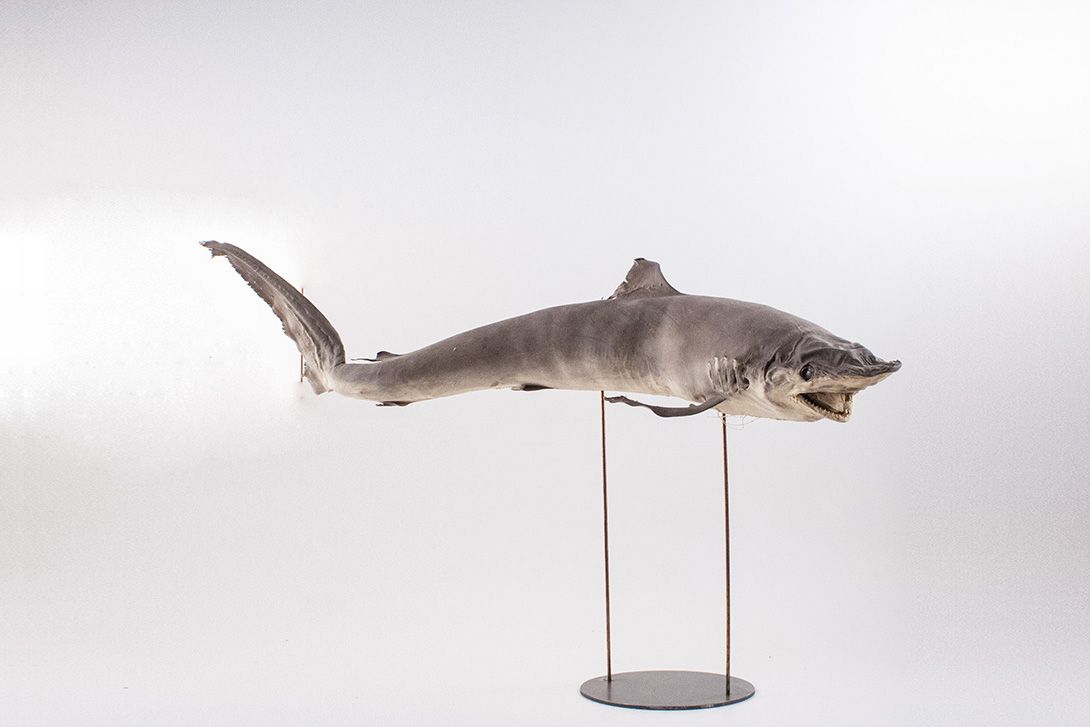 Foto Taxidermy Shark on Stand