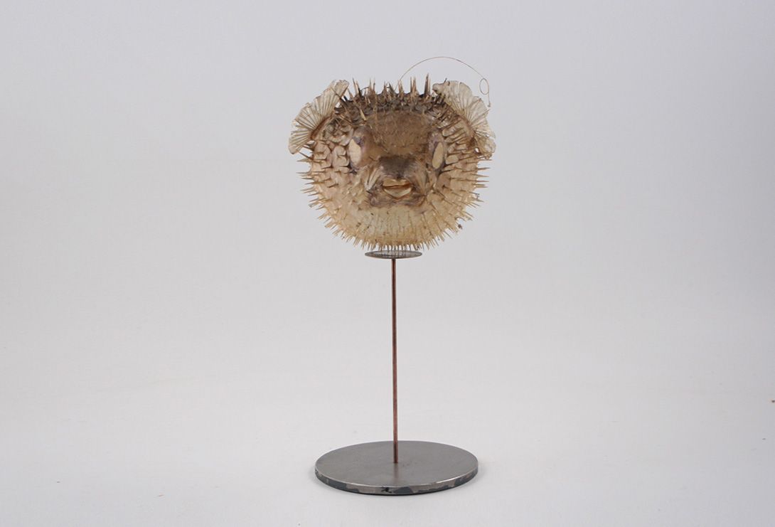 Foto Blowfish Taxidermy on Stand